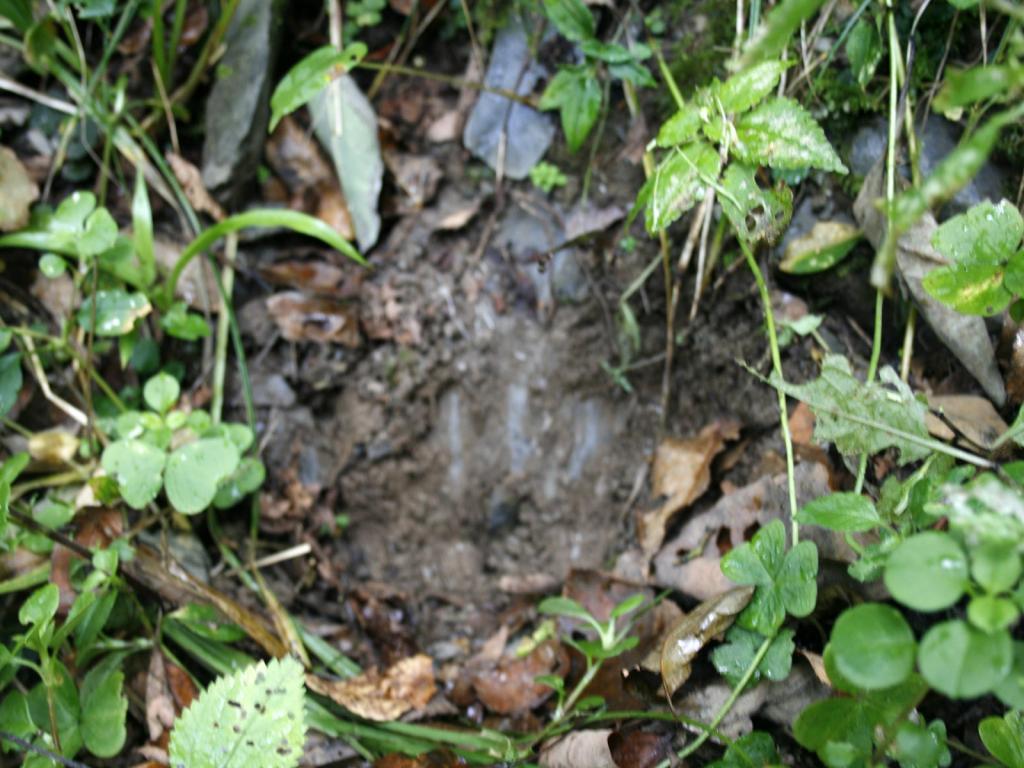 森林中的华南虎