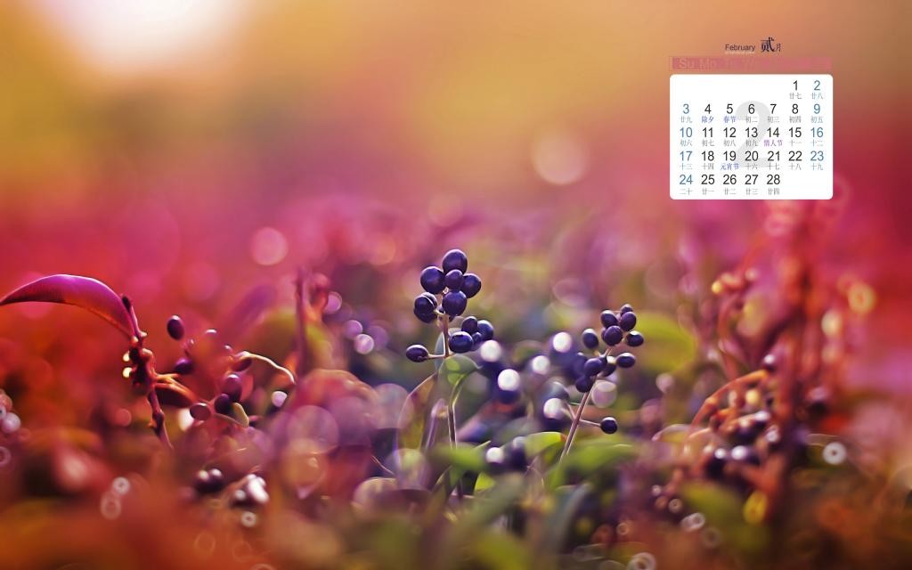2019年2月柔和散景拍摄写真日历