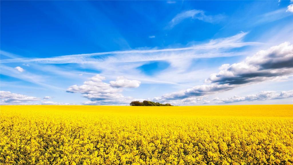 美丽的油菜花花海风景