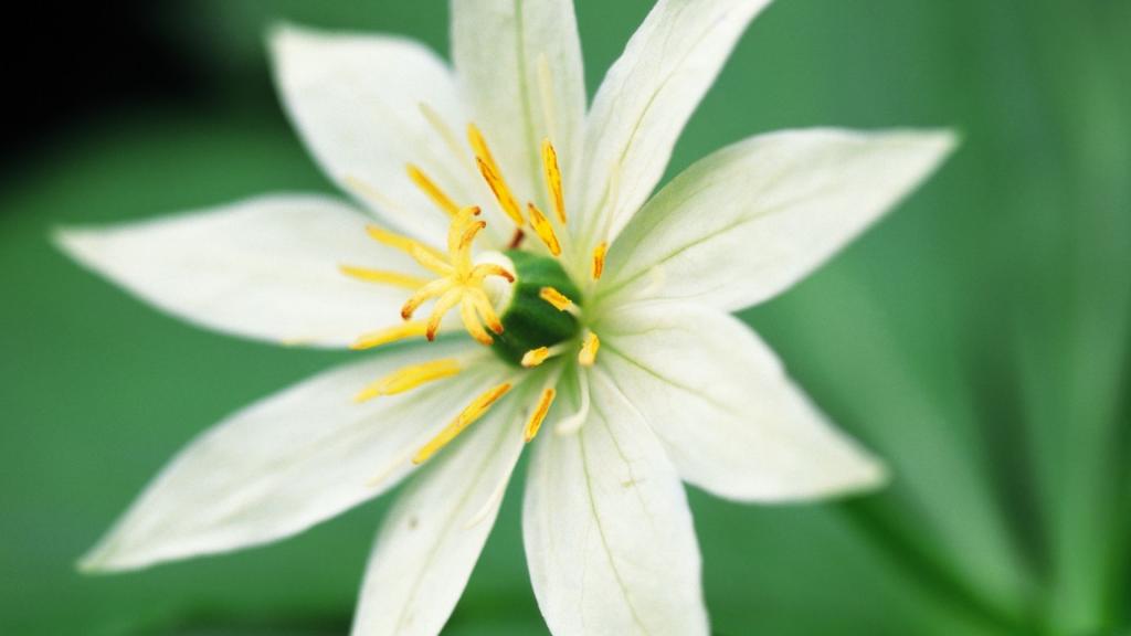 好看的白色野花