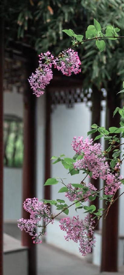 2020京城繁花,忆江南丁香花