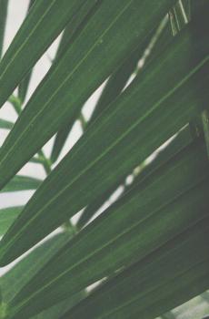 深绿色的叶子-0