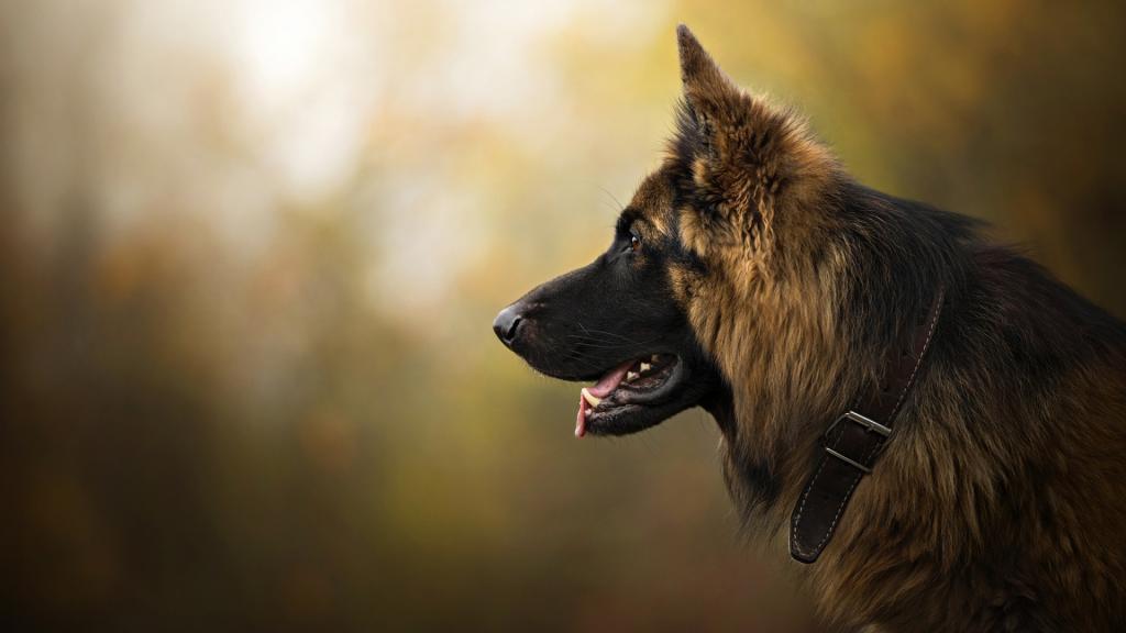 帅气德国牧羊犬