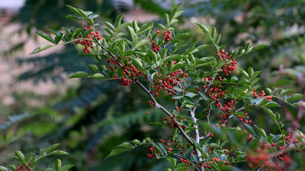 花椒树上的花椒