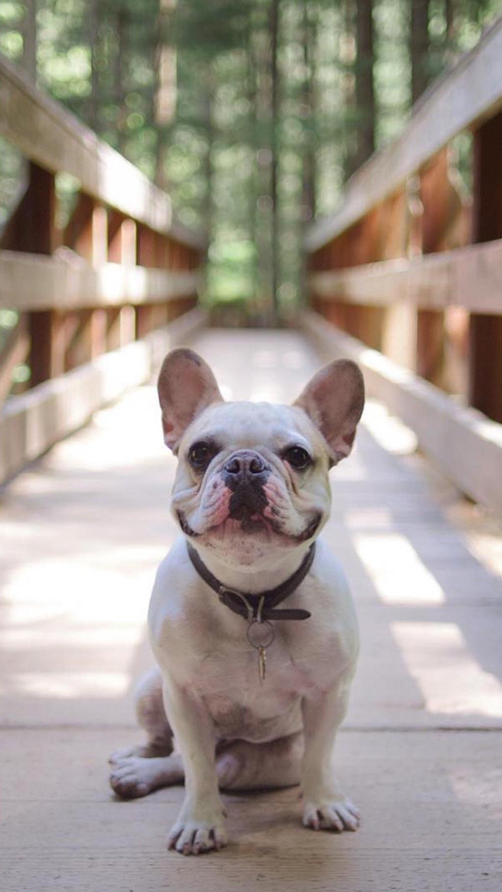 呆萌可爱斗牛犬