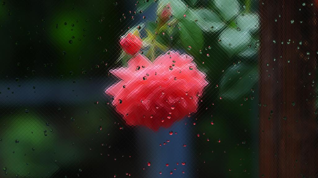 玻璃外的美丽花朵