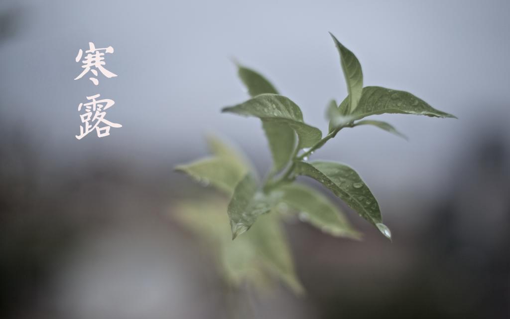 寒露时节的到来