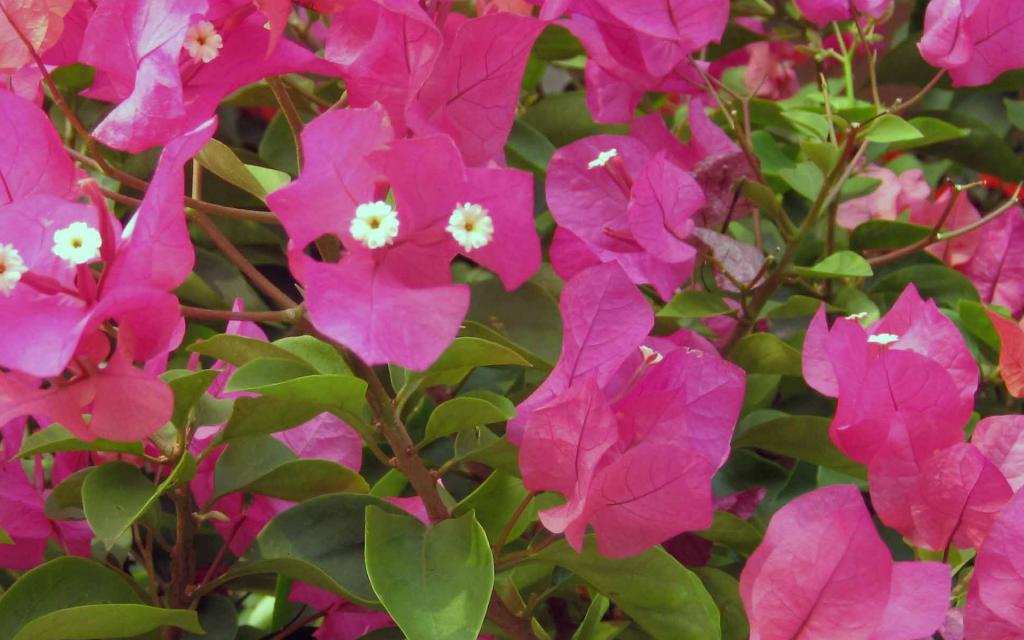 三角梅花卉图片