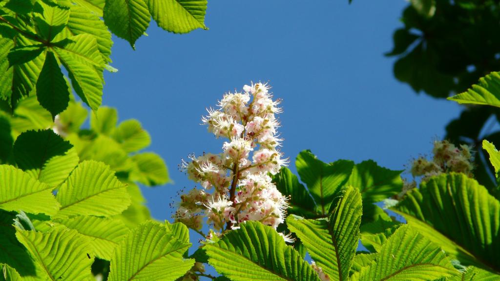 五月七叶树花开