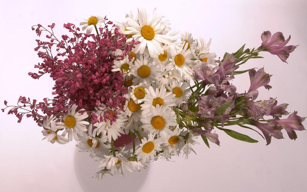 超大清新鲜花特写