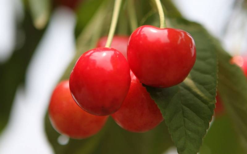 味美形娇的樱桃