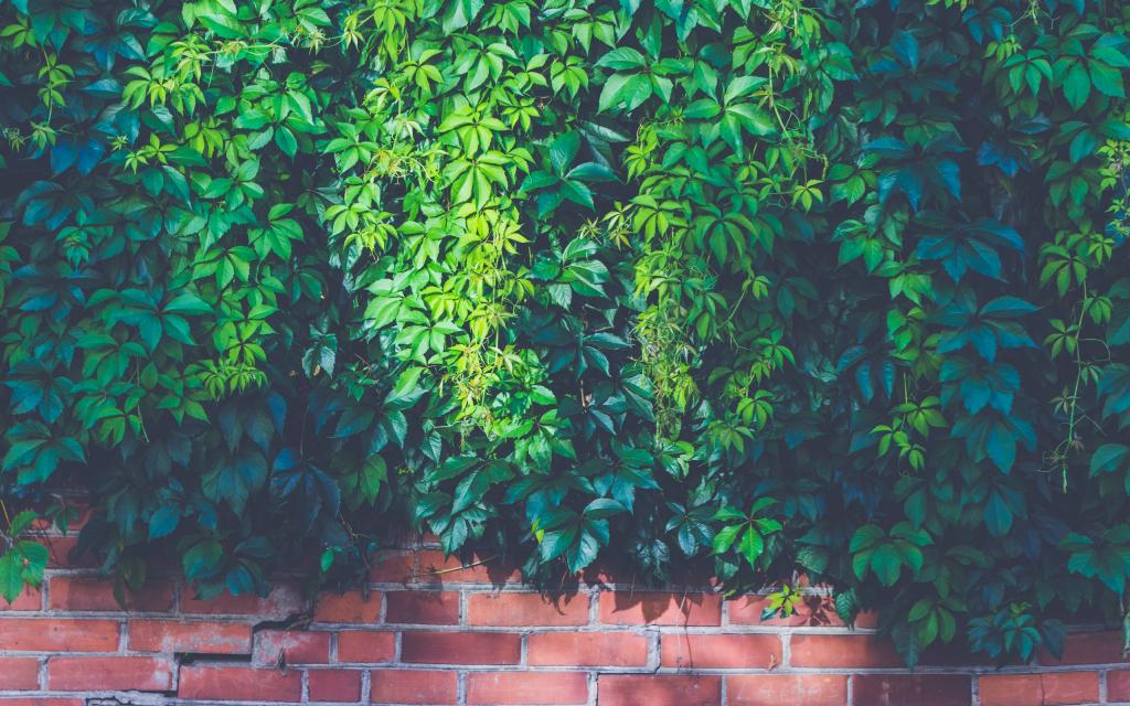 绿色植物爬山虎