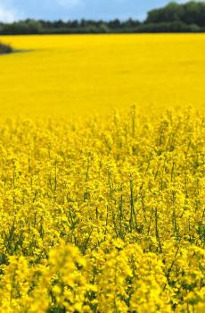 治愈系春天田野风景-3