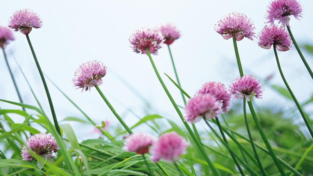 粉色红色的野花