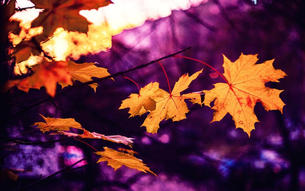 一起来欣赏秋天的美景