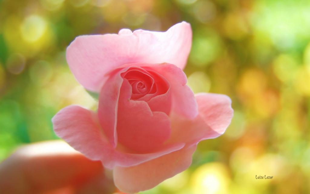 娇艳欲滴的花卉