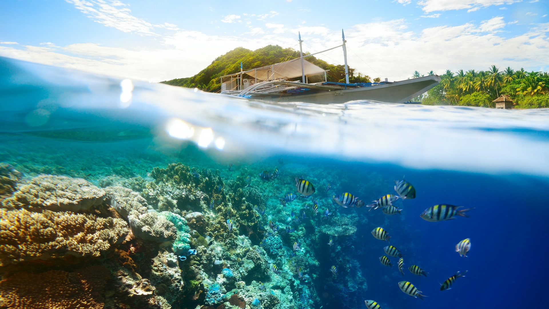 清透海底珊瑚景色
