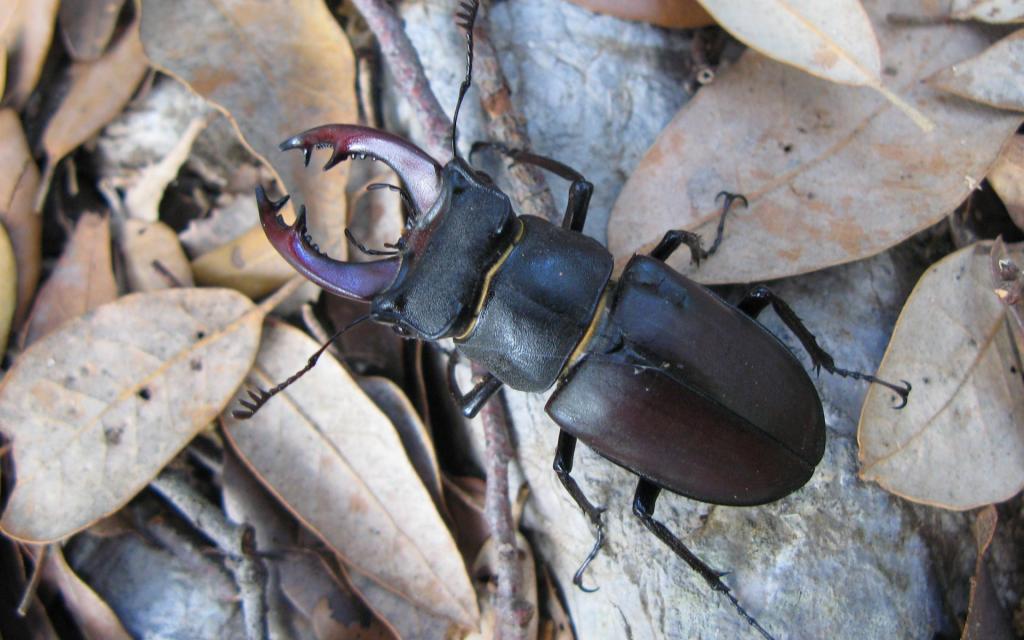 力大惊人的犀牛甲虫