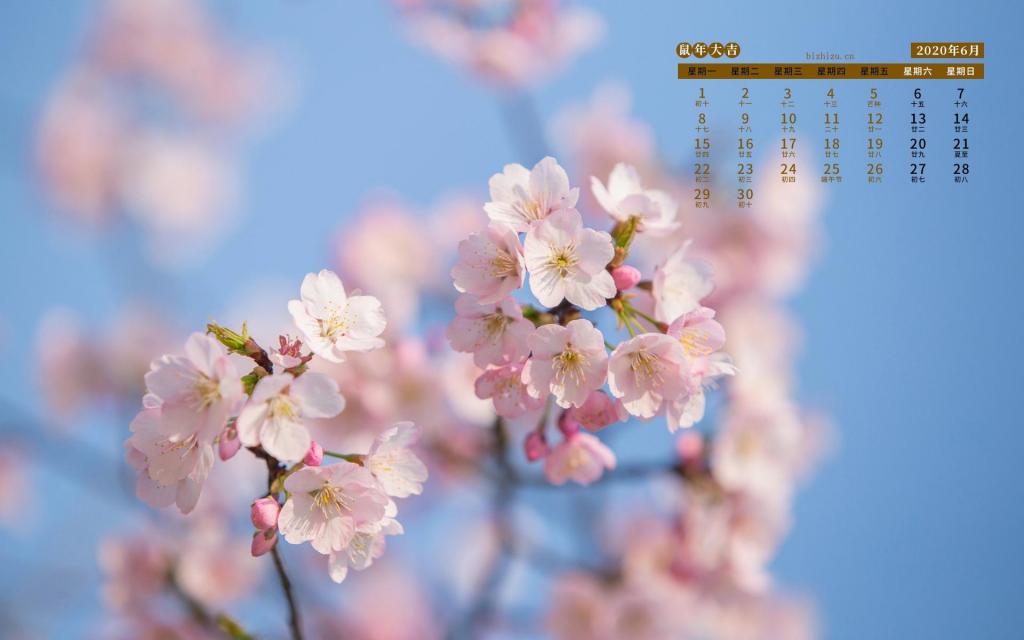 2020年6月清新淡雅桃花唯美摄影日历
