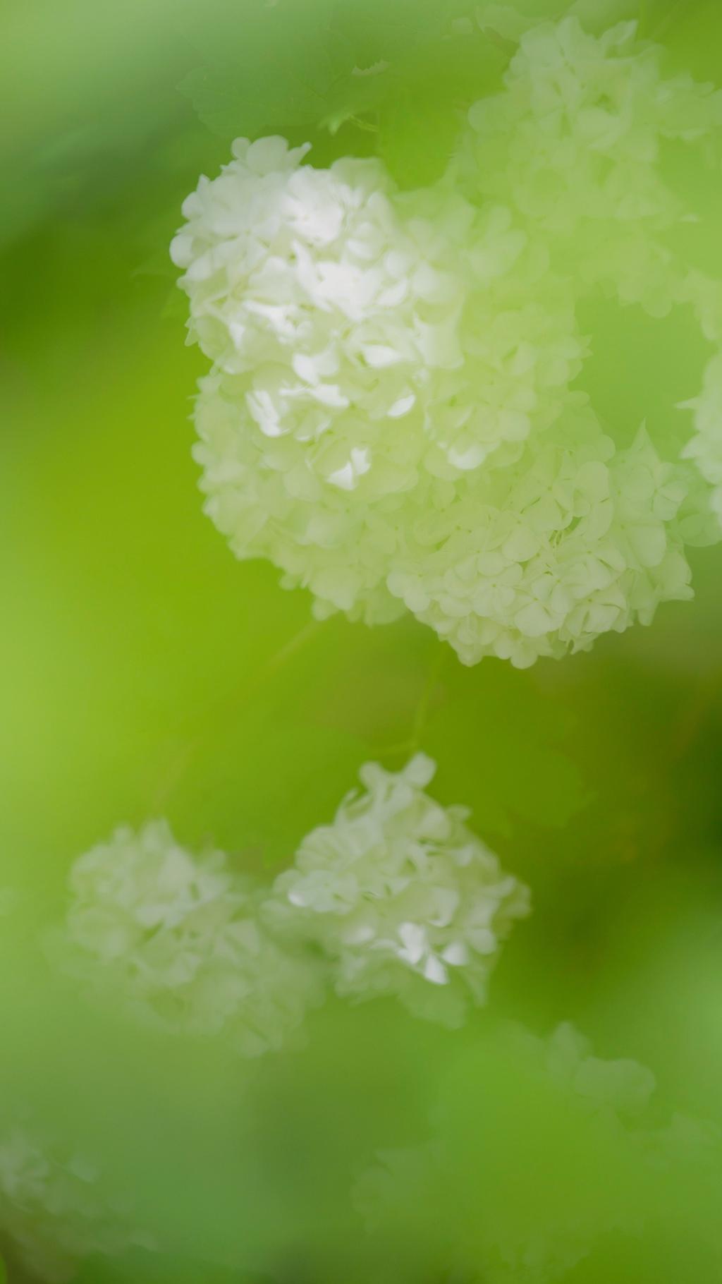 清新素雅的绣球花