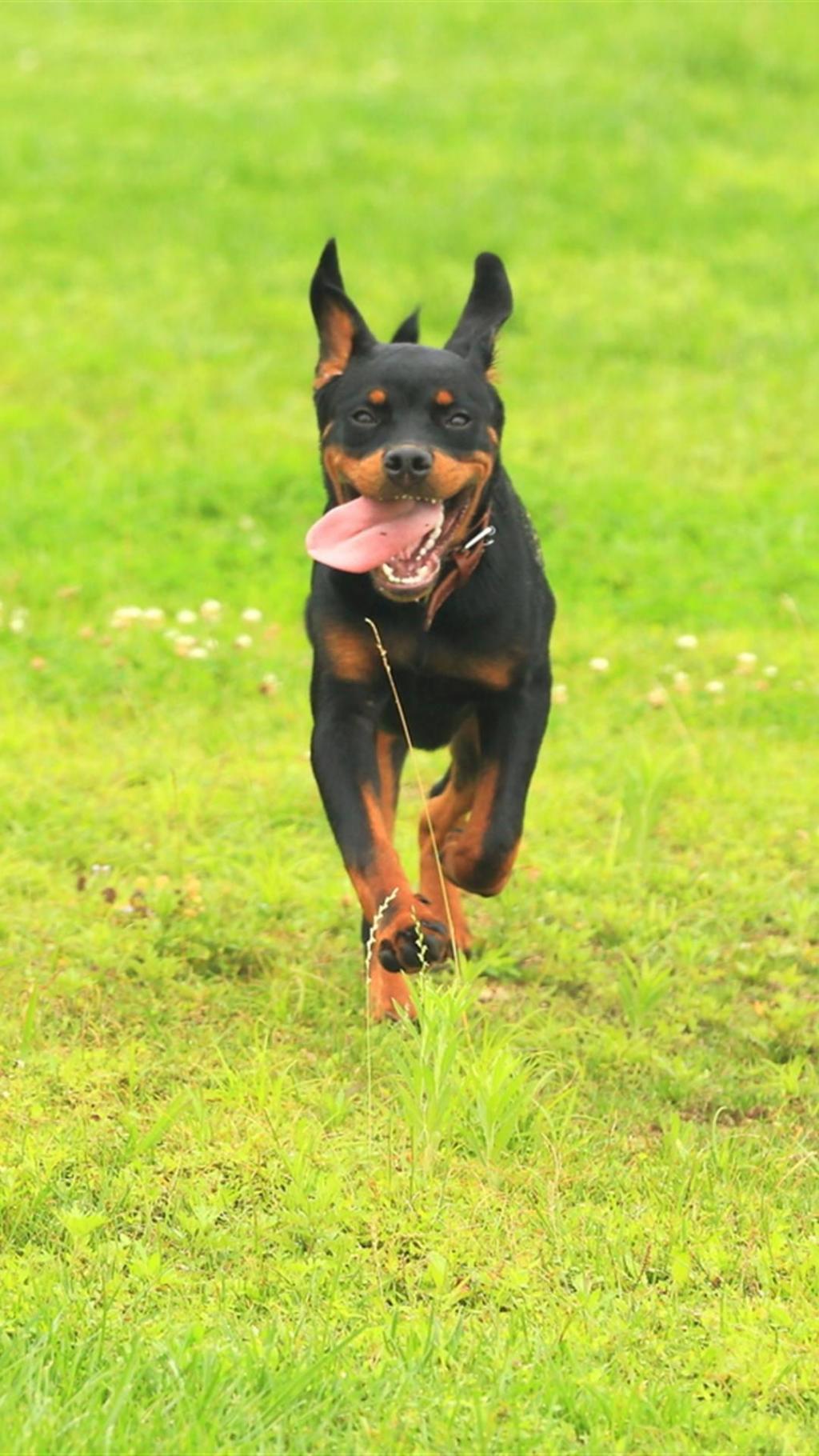 威风凛凛罗威纳犬