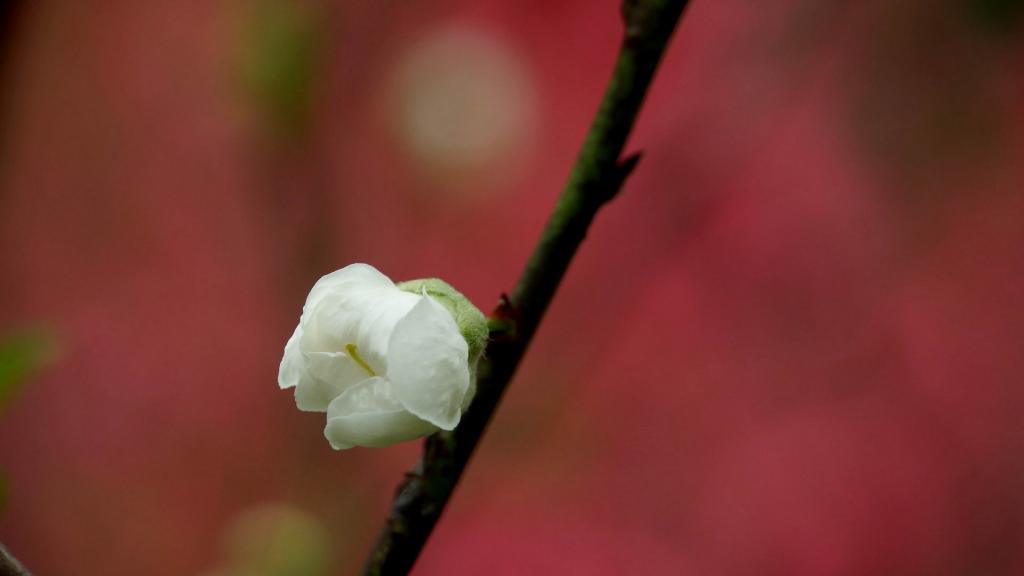 洁白的白碧桃花