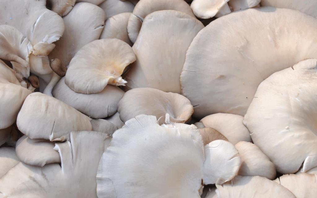 “菇中极品”之秀珍菇