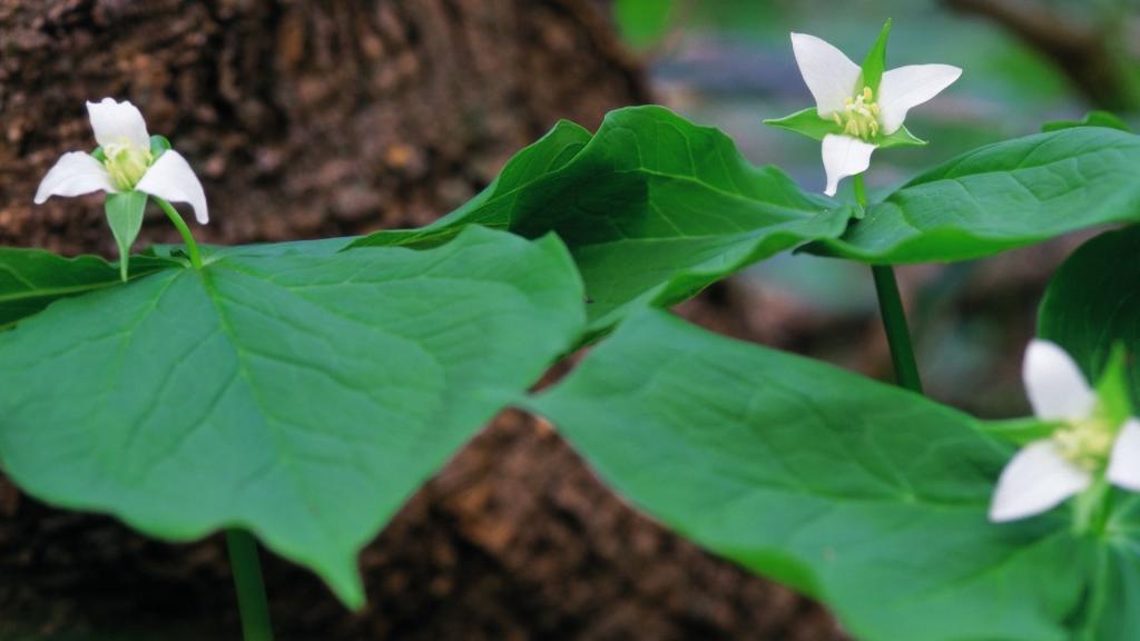 好看的白色野花