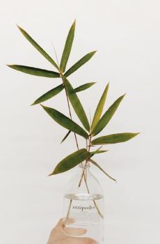 小清新绿色叶子-4