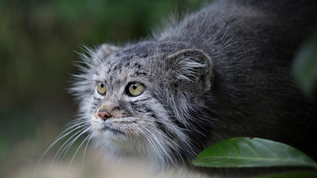 夜行性猫科动物