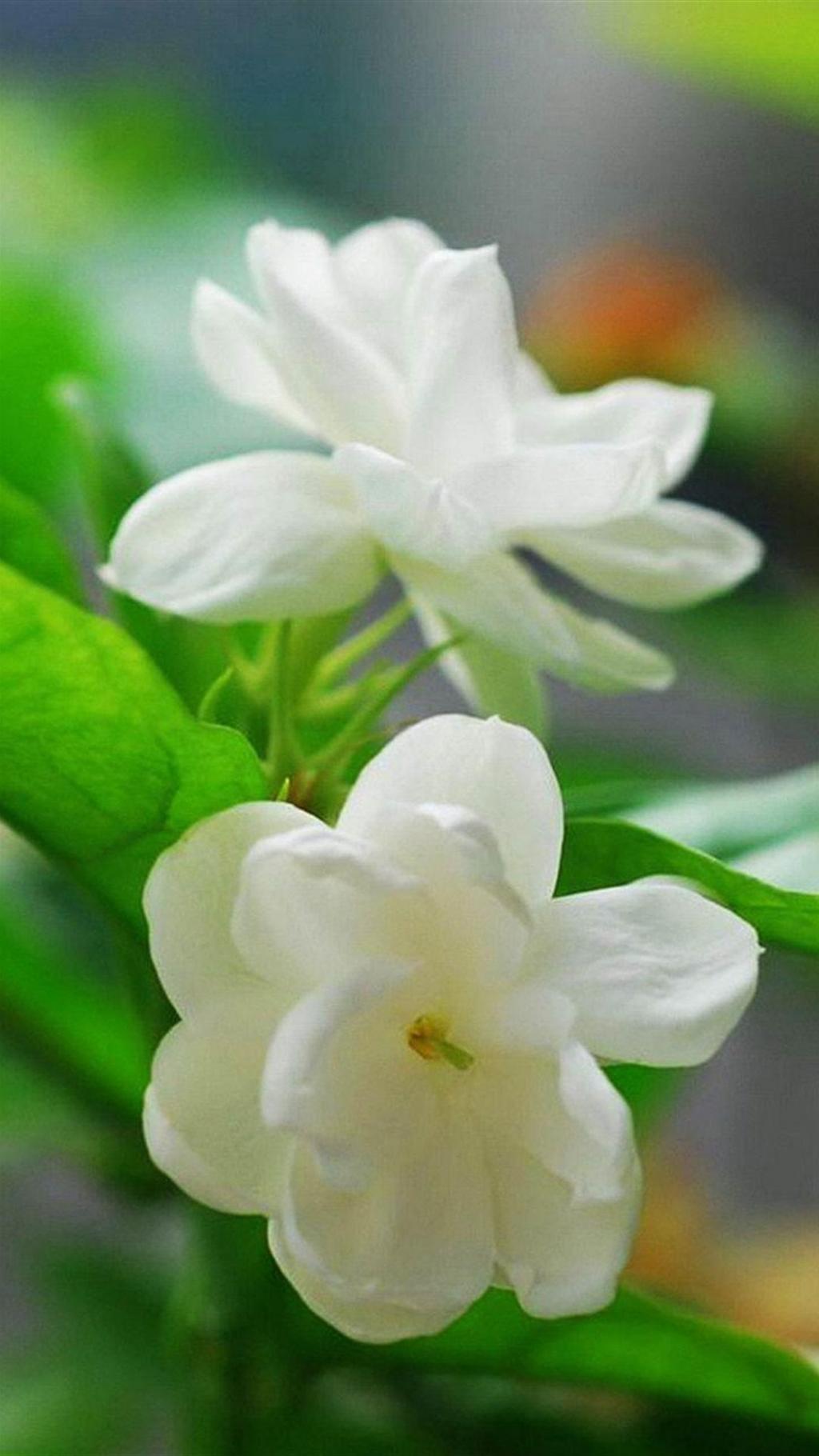 清新淡雅养眼茉莉