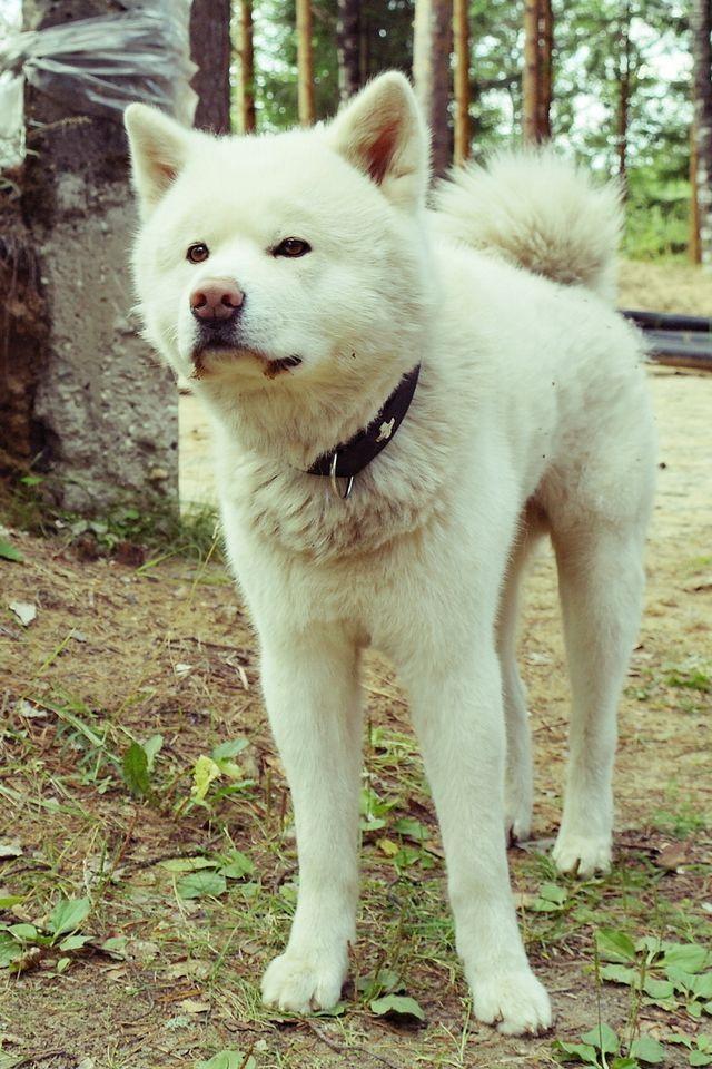 温和淘气秋田犬