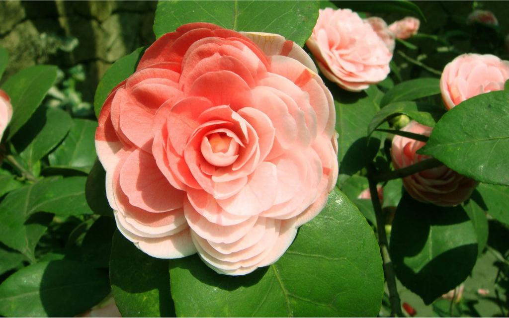 曼佗罗花(山茶花)图片