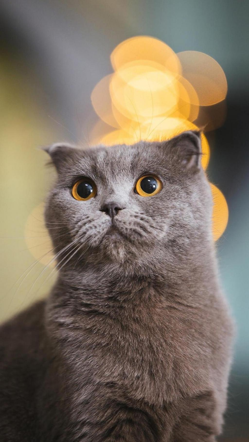 超级治愈系活泼可爱的小猫咪