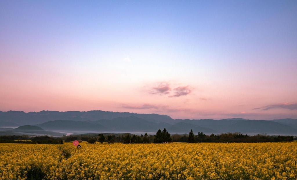 腾冲的春天:金灿灿油菜花花海