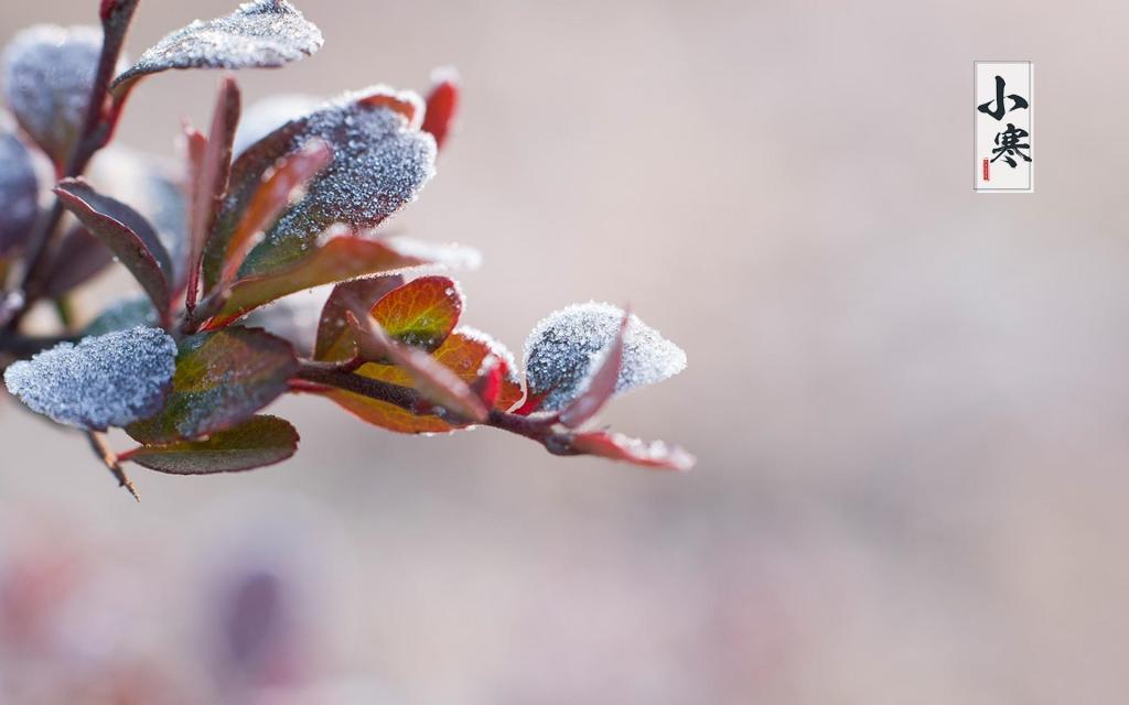 二十四节气小寒时节