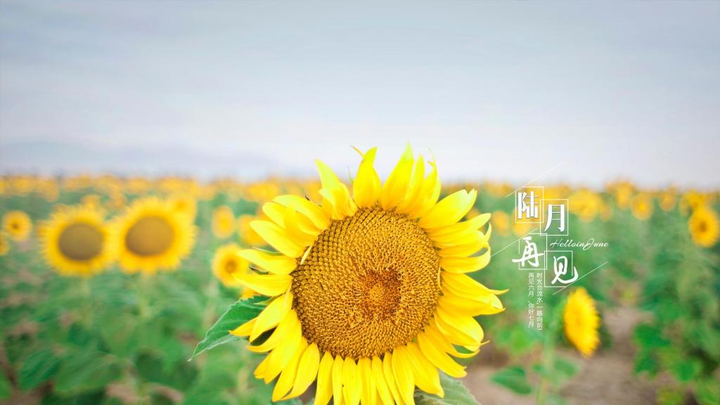 关于六月再见最好的朋友圈说说