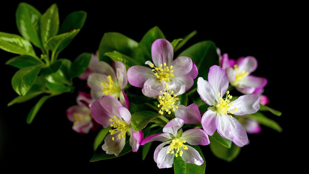 5k高清粉色海棠花