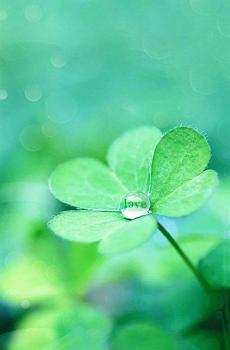 幸运四叶草-5