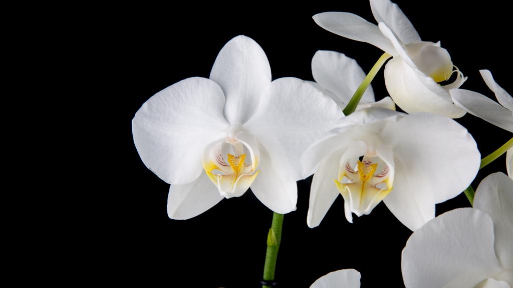 白色蝴蝶兰