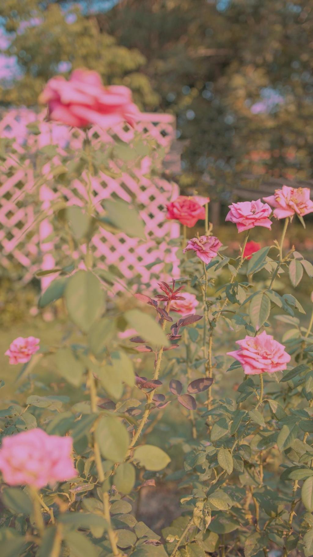 玫瑰花浪漫意境唯美写真