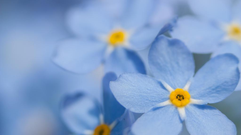 蓝色唯美花卉植物