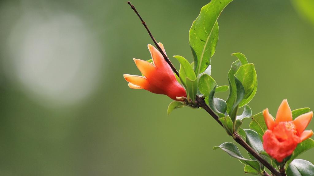 石榴花唯美写真