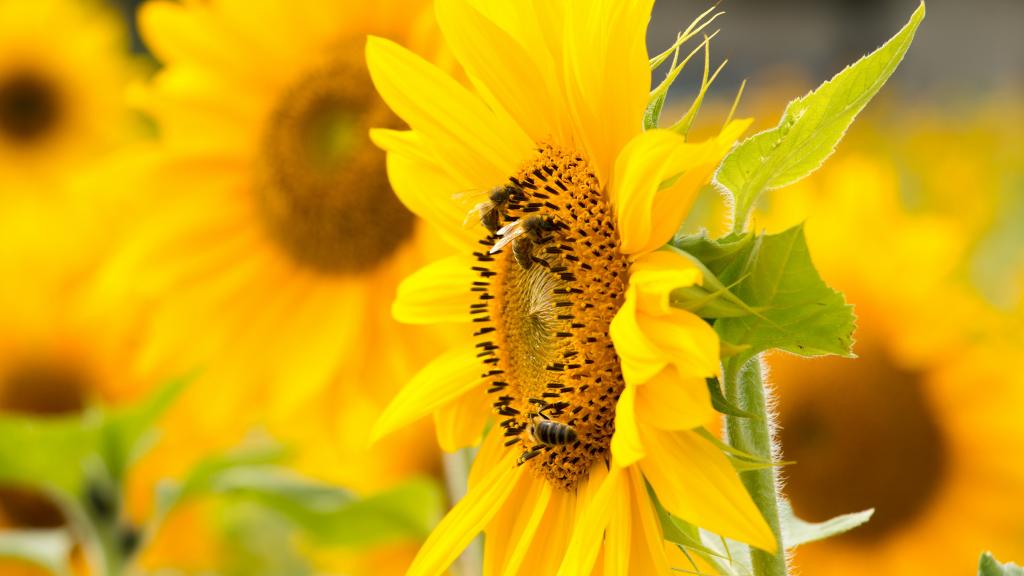 5k分辨率向日葵图片