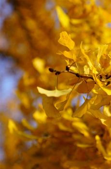 初冬于我也是秋天-7