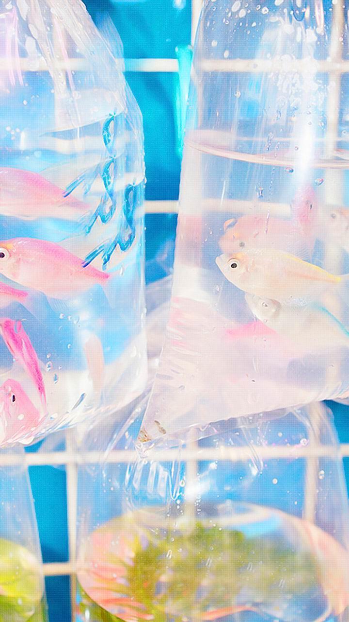 小清新静物摄影手机锁屏壁纸