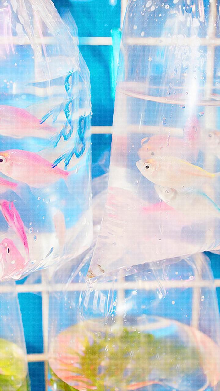 小清新静物摄影手机锁屏壁纸