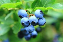水果蓝莓图片