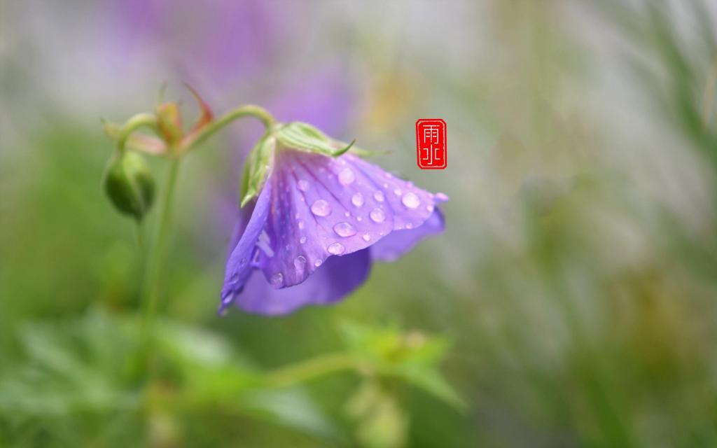二十四节气雨水