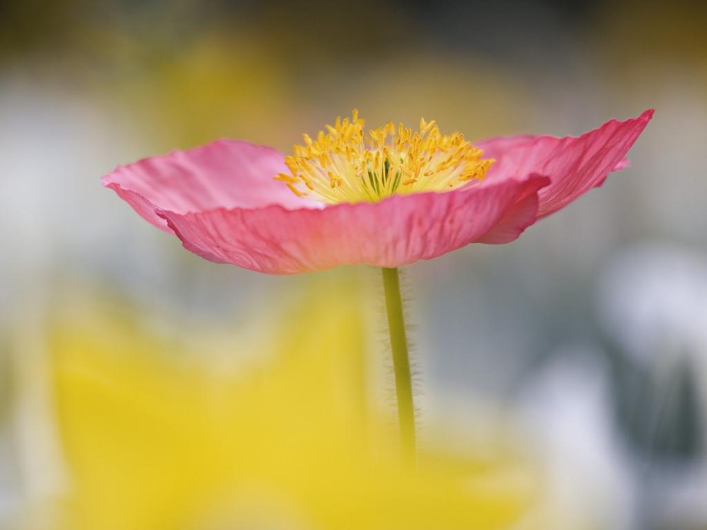落英缤纷鲜花